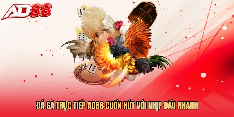 Đá gà trực tiếp AD88 cuốn hút với nhịp đấu nhanh